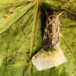 Как два метеоритных потока устроят небо-шоу этой недели — где и когда его увидеть