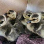 Самый большой марсианский камень в мире продан на аукционе за 4,3 миллиона долларов