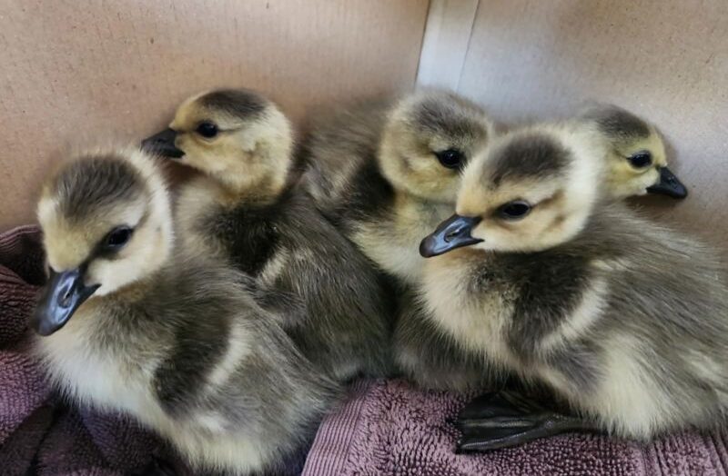 Семейка пернатых, застрявшая на крыше, получает сказочный финал