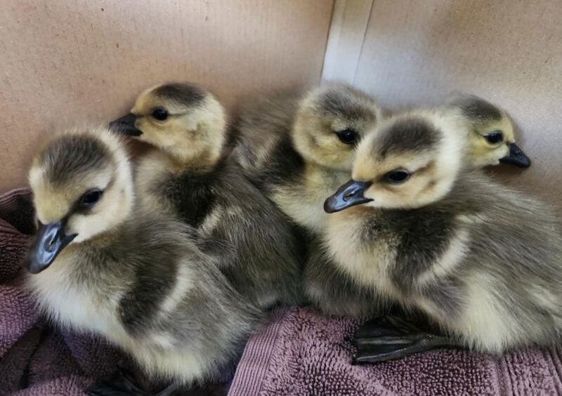 Семейка пернатых, застрявшая на крыше, получает сказочный финал