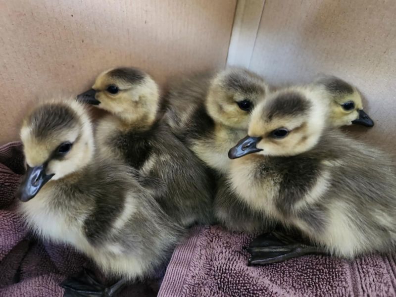 Семейка пернатых, застрявшая на крыше, получает сказочный финал