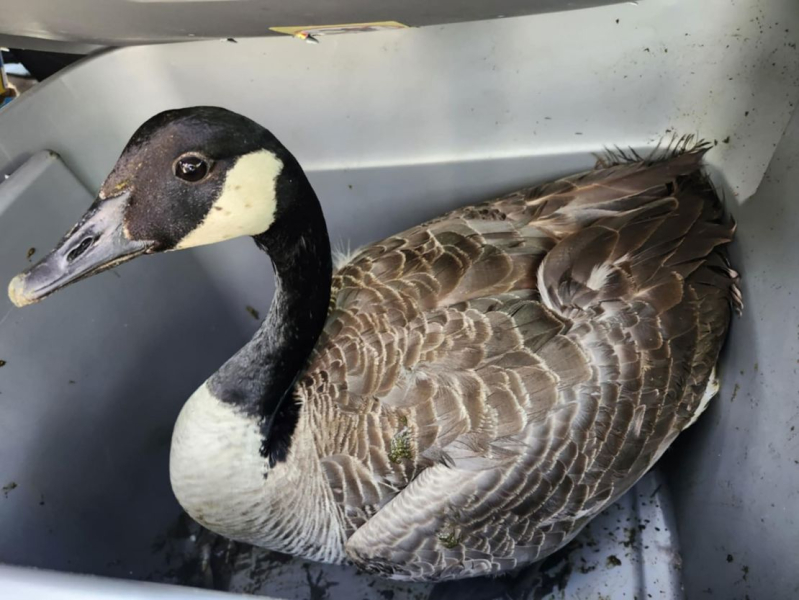 Feathered family stuck on a rooftop gets a fairytale ending