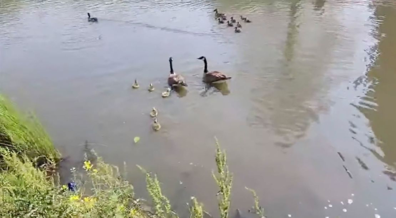 Feathered family stuck on a rooftop gets a fairytale ending