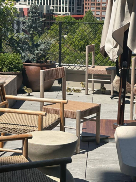 Feathered family stuck on a rooftop gets a fairytale ending