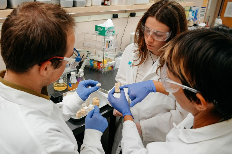 Fungi could be used to build homes one day. Meet the researchers trying to make it possible