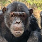 Астрономы обнаружили ископаемую галактикуна расстоянии 3 миллиардов световых лет от нас