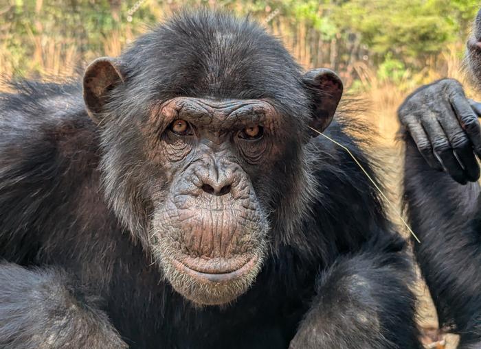 Исследование показывает, что это касается не только людей – шимпанзе тоже любят следить за тенденциями