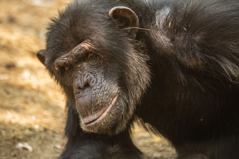 It’s not just humans – chimpanzees also like to follow trends, study shows