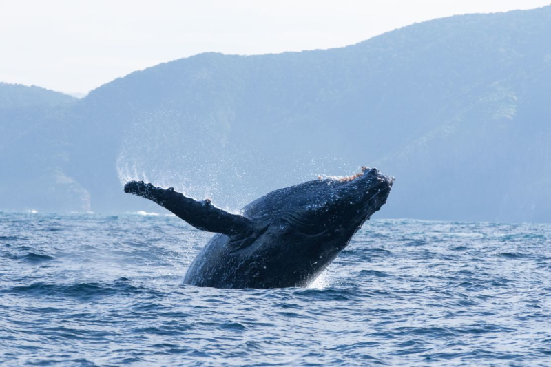 On his 99th birthday, David Attenborough’s ‘Ocean’ highlights ‘the most important place on Earth’