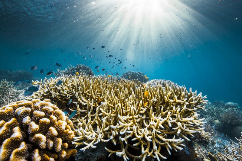 On his 99th birthday, David Attenborough’s ‘Ocean’ highlights ‘the most important place on Earth’