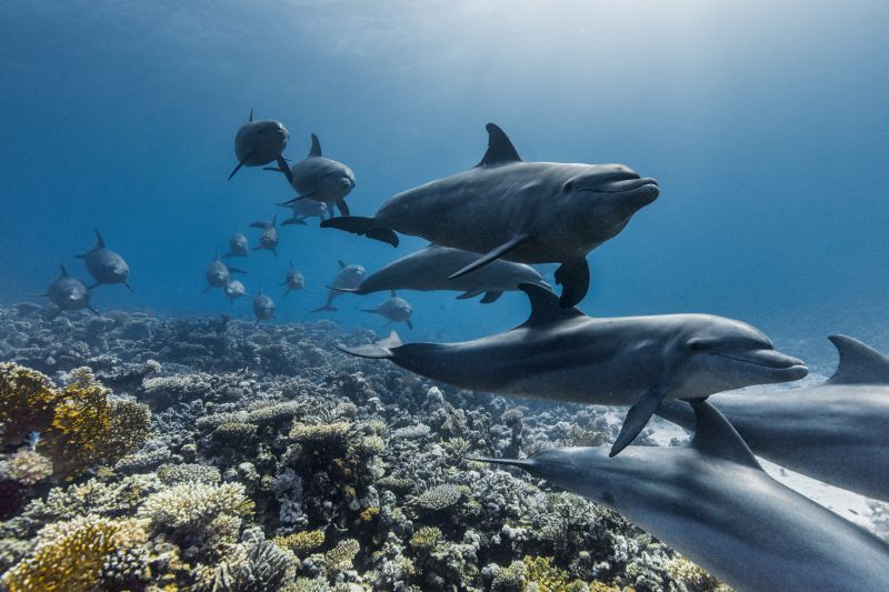 On his 99th birthday, David Attenborough’s ‘Ocean’ highlights ‘the most important place on Earth’