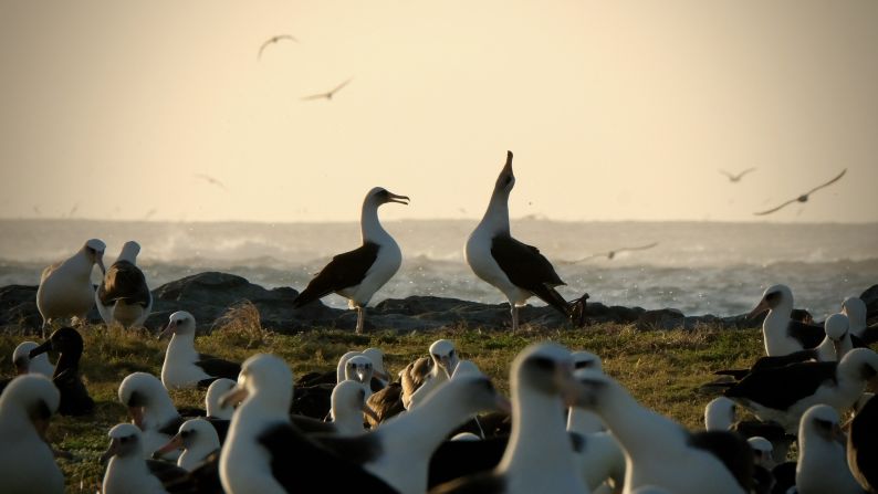 On his 99th birthday, David Attenborough’s ‘Ocean’ highlights ‘the most important place on Earth’