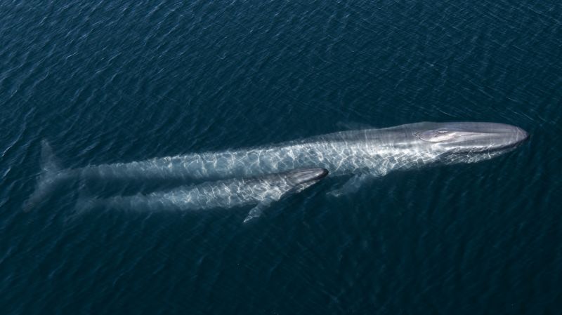 On his 99th birthday, David Attenborough’s ‘Ocean’ highlights ‘the most important place on Earth’