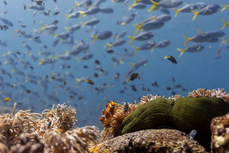 On his 99th birthday, David Attenborough’s ‘Ocean’ highlights ‘the most important place on Earth’