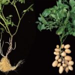 Совместная миссия США и Индии, которая перевернёт наше представление о Земле — вы не поверите, что обнаружили учёные!