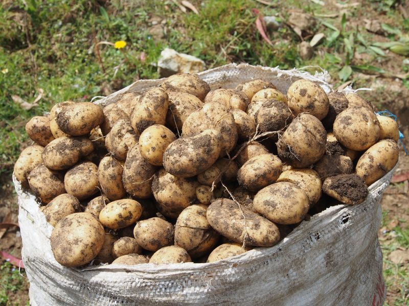 The modern potato evolved from a wild tomato fling 9 million years ago, scientists say