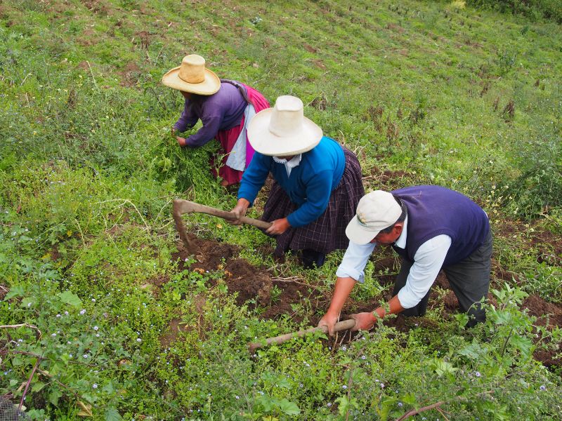 The modern potato evolved from a wild tomato fling 9 million years ago, scientists say
