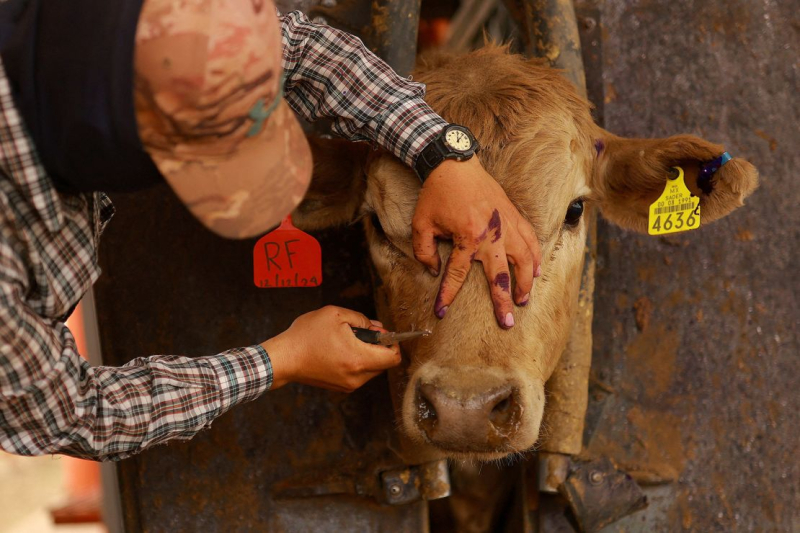 The US has a plan to breed millions of flies and drop them from planes. Here’s why