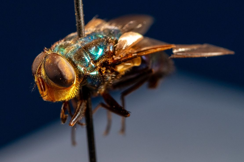 The US has a plan to breed millions of flies and drop them from planes. Here’s why