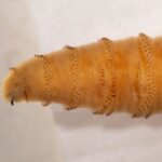 Астрономы обнаружили ископаемую галактикуна расстоянии 3 миллиардов световых лет от нас