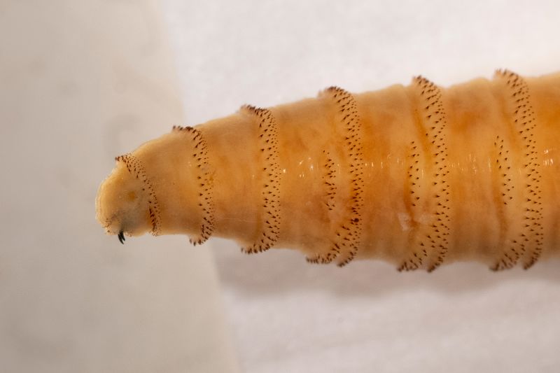 В США планируют разводить миллионы мух и сбрасывать их с самолетов. Вот почему