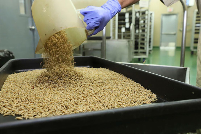 The US has a plan to breed millions of flies and drop them from planes. Here’s why