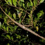 С корабля на Великие озера: черная слизь, кишащая жизнью, просочилась наружу