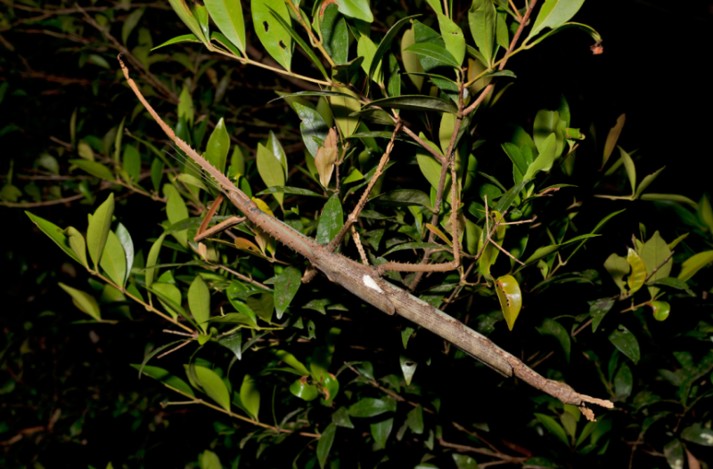 Знакомьтесь: гигантские палочники, вес которых сравним с мячиком для гольфа