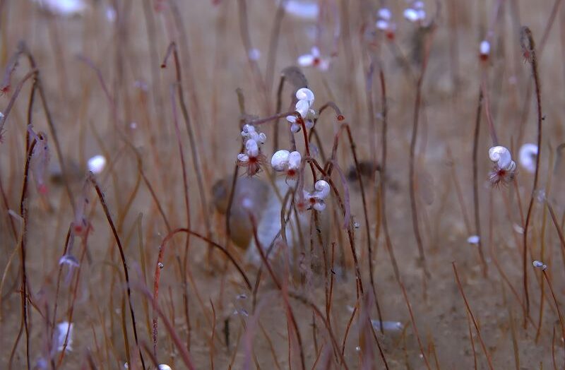 Ученые говорят, что они путешествовали по океану на глубоководном аппарате и наткнулись на неизведанную экосистему.