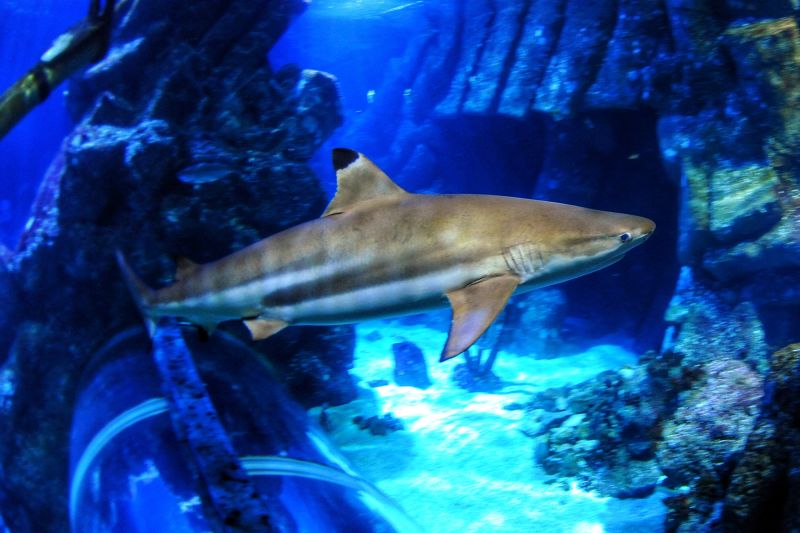 The ocean is getting more acidic, and it could affect sharks’ teeth