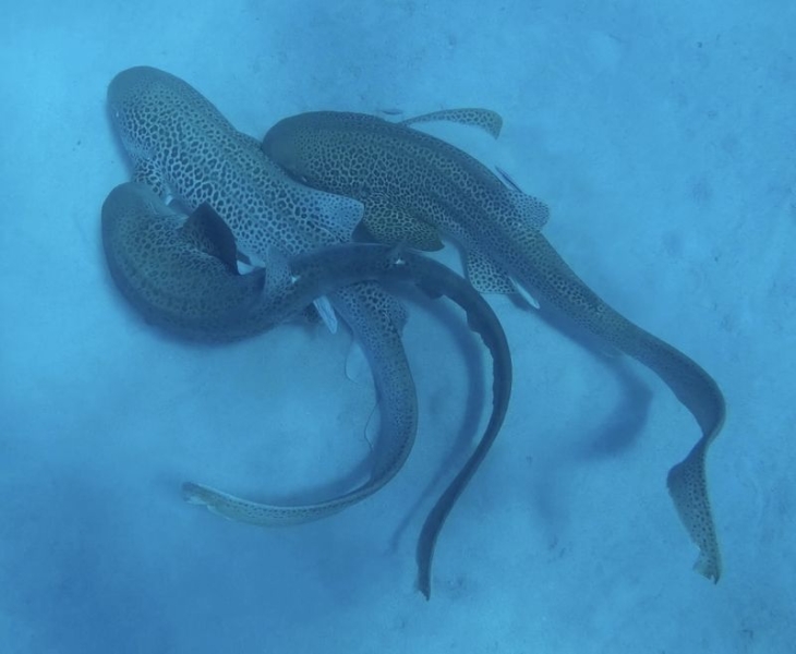 First ever recording of leopard sharks mating in the wild reveals ‘threesome’