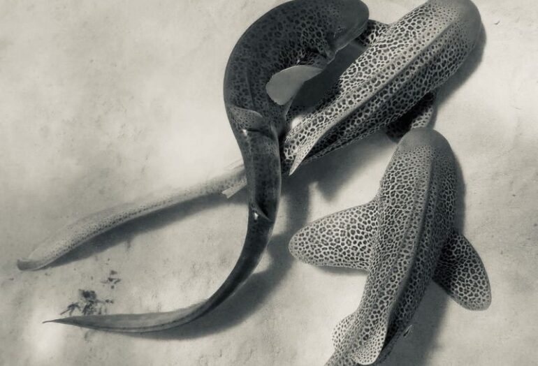 Первая в истории запись спаривания леопардовых акул в дикой природе показывает "секс втроем".