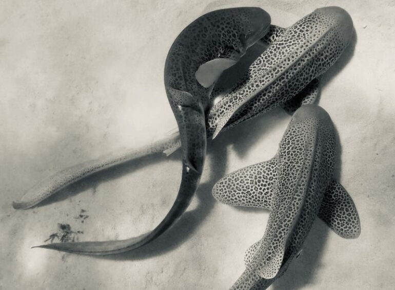Первая в истории запись спаривания леопардовых акул в дикой природе показывает "секс втроем".