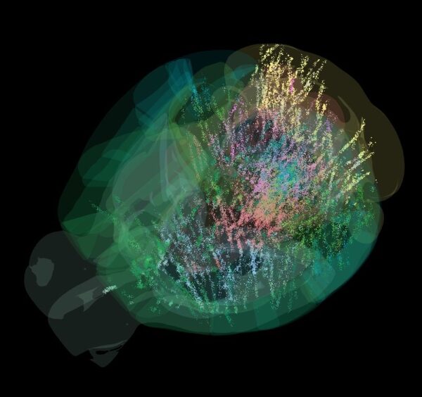 Учёные раскрыли шокирующую карту мозга, объясняющую, как мы принимаем решения — и это меняет всё!