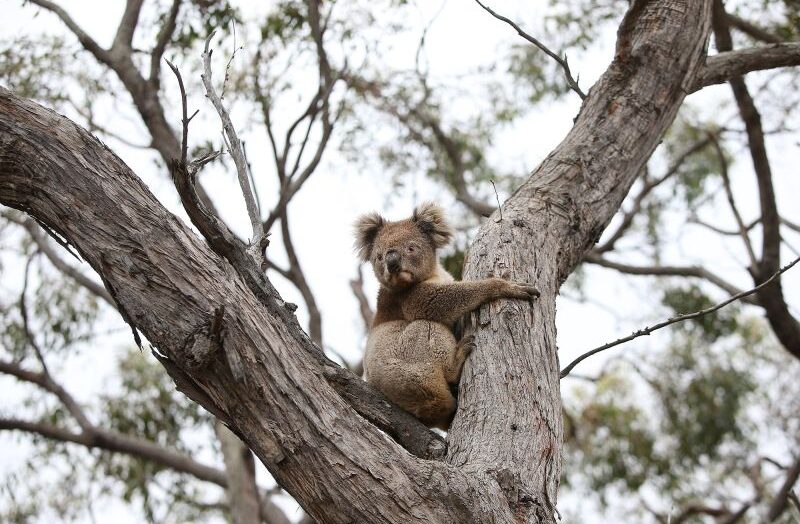 Первых в мире коал спасут от смертельного хламидиоза — вакцину уже испытывают!