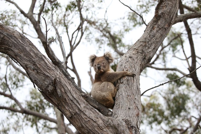 Первых в мире коал спасут от смертельного хламидиоза — вакцину уже испытывают!