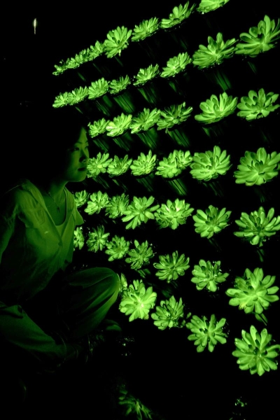 Scientists have created rechargeable, multicolored, glow-in-the-dark succulent plants