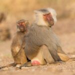 В эти выходные нас ждет полнолуние в сочетании с полным лунным затмением — вот что будет происходить