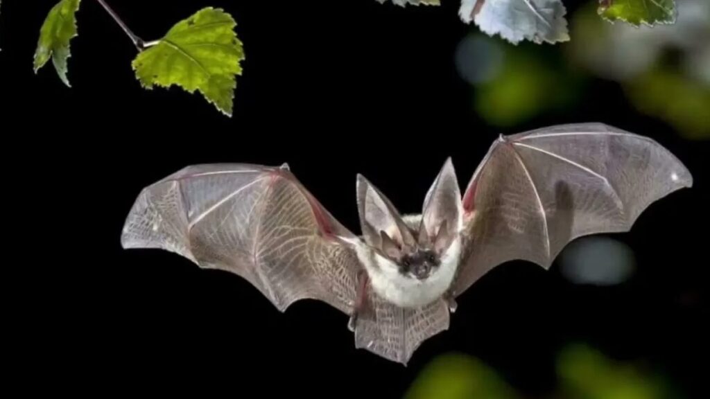 виды летучих мышей могут светиться
