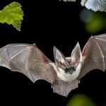 Метеорный поток Леонид достиг своего пика в начале этой недели. Вот что нужно знать