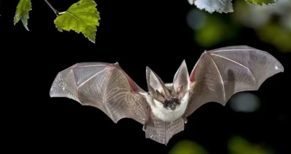 Некоторые виды летучих мышей могут светиться в ультрафиолетовом свете. Ученые не знают, почему