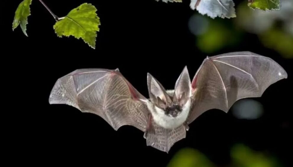 Некоторые виды летучих мышей могут светиться в ультрафиолетовом свете. Ученые не знают, почему