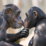 Кандидатуру Трампа в NASA ожидает редкое повторное слушание заявления после утечки информации о проекте «Афина»