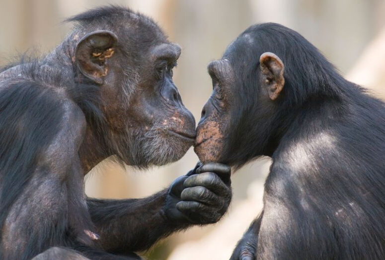 Новый анализ показывает, что поцелуи в губы, возможно, появились 21 миллион лет назад.