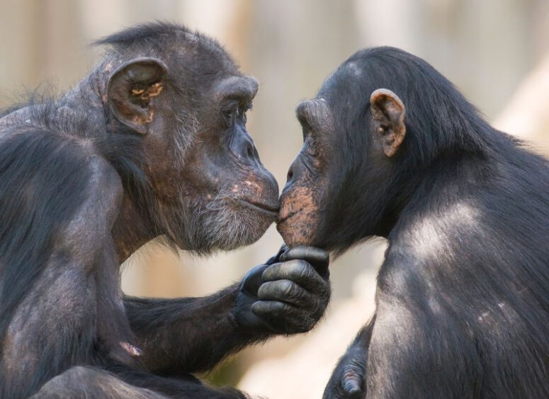 Новый анализ показывает, что поцелуи в губы, возможно, появились 21 миллион лет назад.