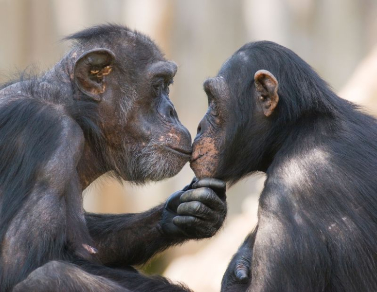 a-new-analysis-suggests-kissing-on-the-lips-may-have-evolved-21-million-years-ago-f99a18f-5602464-jpg