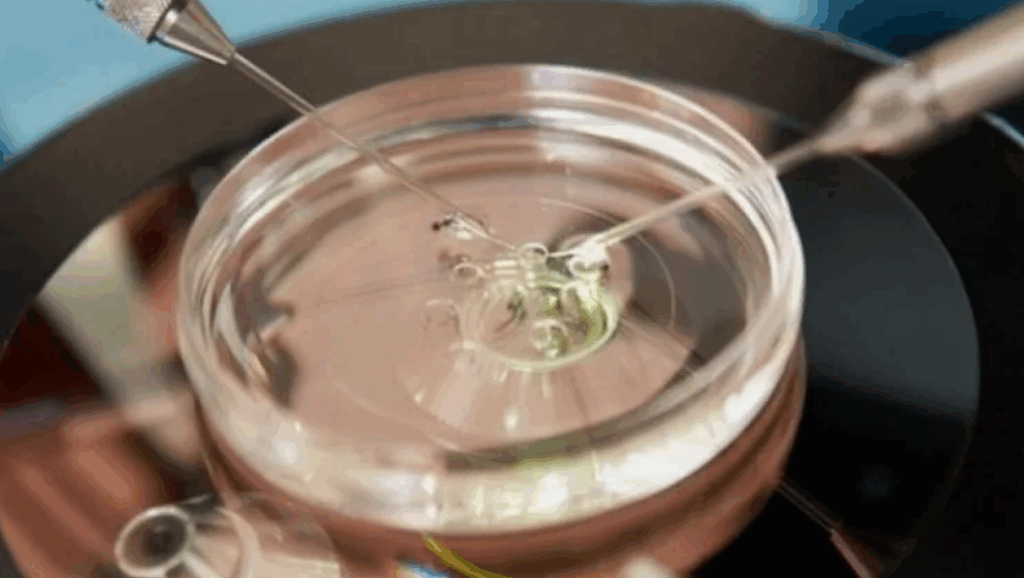 Модели эмбрионов, выращенных в лабораторных условиях, становятся все более реалистичными. Ученые все больше беспокоятся