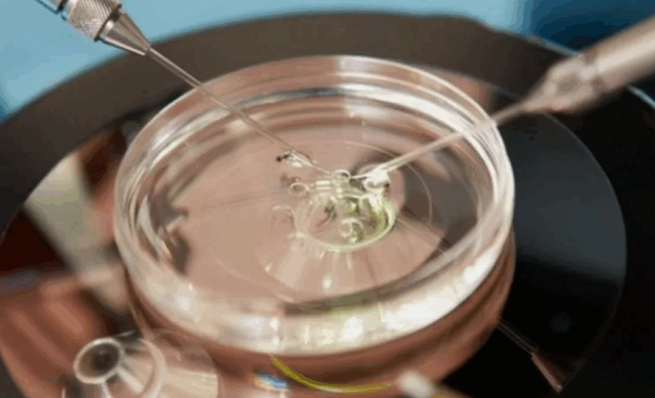 Модели эмбрионов, выращенных в лабораторных условиях, становятся все более реалистичными. Ученые все больше беспокоятся