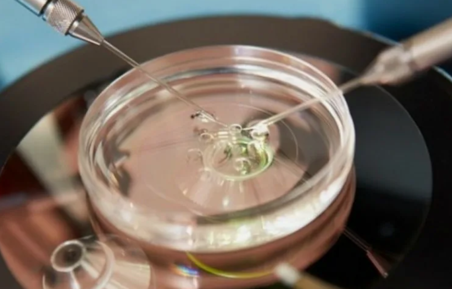 Модели эмбрионов, выращенных в лабораторных условиях