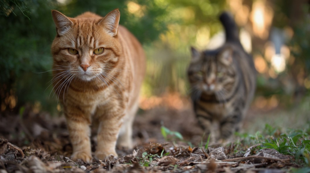 Новая Зеландия заявила, что собирается искоренить одичавших кошек